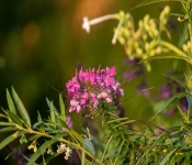 2022 09 12 LongFellowGardens 063